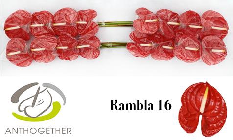 <h4>Anthurium rambla</h4>