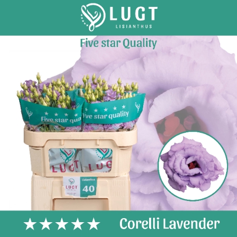 <h4>Eust. Corelli Lavender 998</h4>