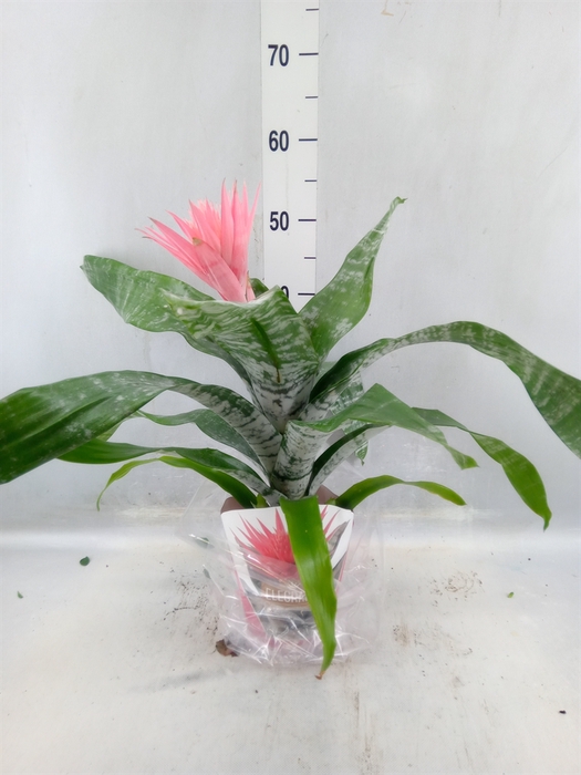 <h4>Aechmea fasciata 'Primera'</h4>