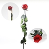 Roos op steel Standard 55cm Bordeaux