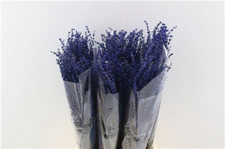 <h4>Preserved lavandula dark blue</h4>