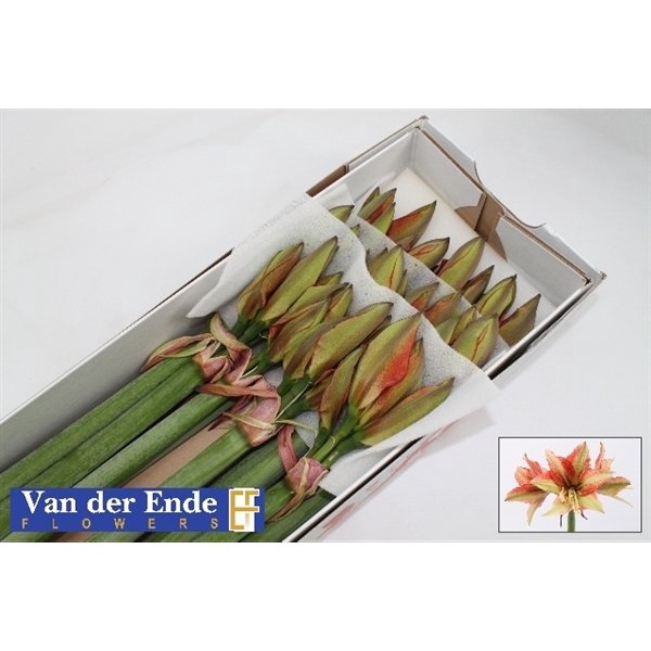 <h4>Hippeastrum bentley</h4>