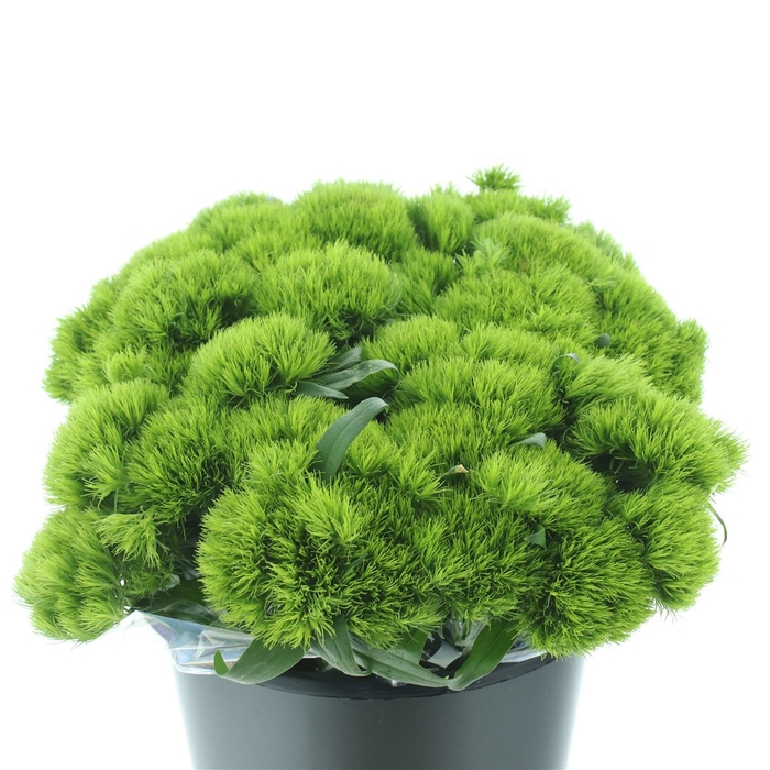 <h4>Di Barb Green Wicky Extra X20 In Sleeve</h4>