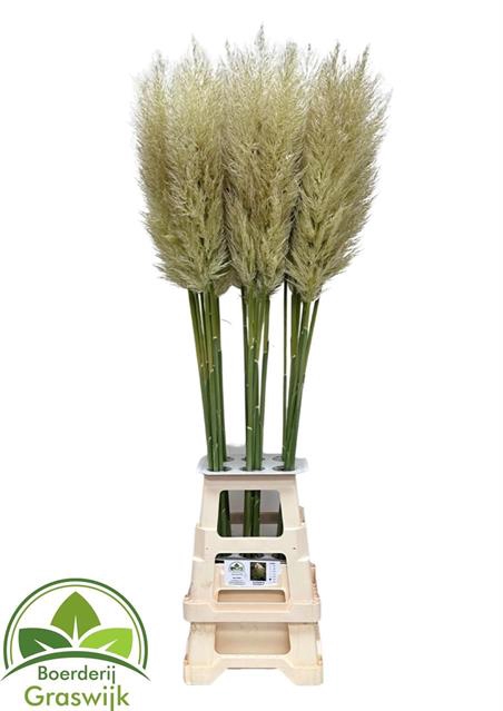 <h4>Cortaderia pumila</h4>