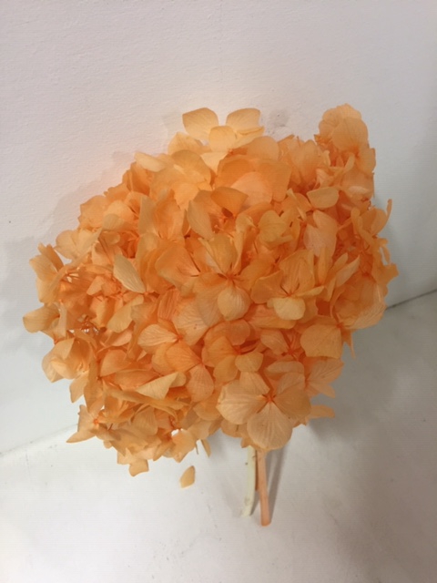 <h4>Hydrangea orange past.stabi</h4>