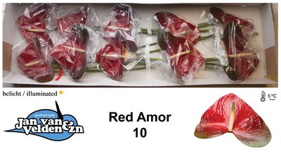 <h4>Anthurium red amor</h4>