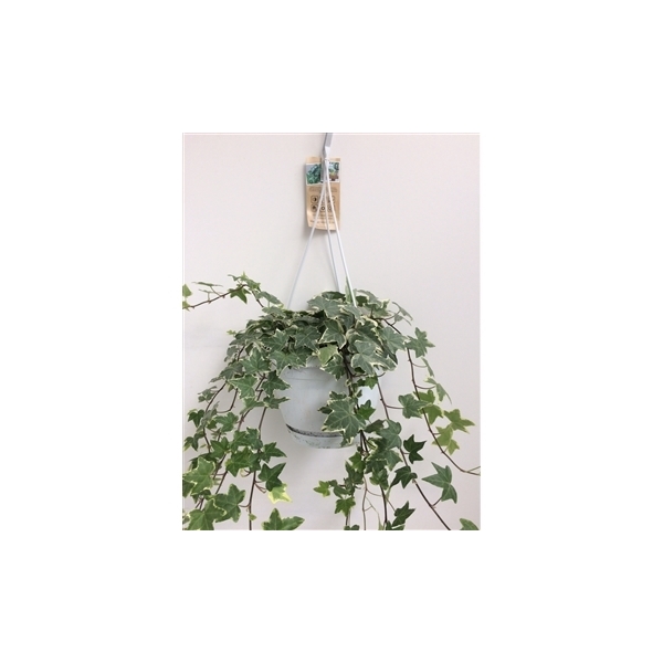 <h4>Hedera helix witbont - hangpot wit / basic</h4>