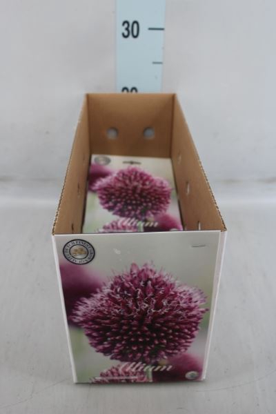 <h4>Allium   ...flowerbulbs</h4>