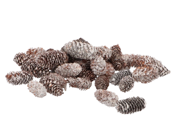 <h4>Nature pine cone mini white 4-5cm a bag</h4>