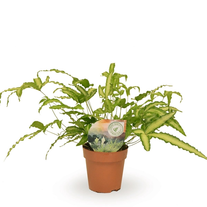 <h4>Pteris Cretica 'albolineata'</h4>