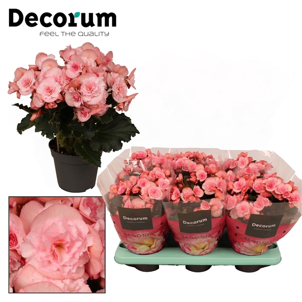<h4>Begonia ''joy pink''  licht rose Decorum</h4>