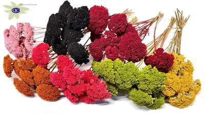 <h4>Achillea per stem mixed colours hot</h4>