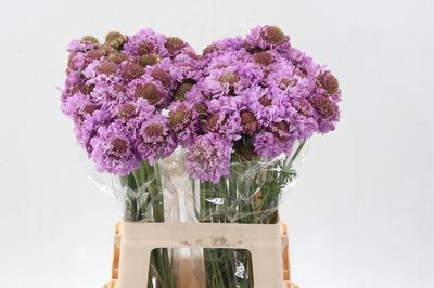 <h4>Scabiosa focal scoop lilac</h4>