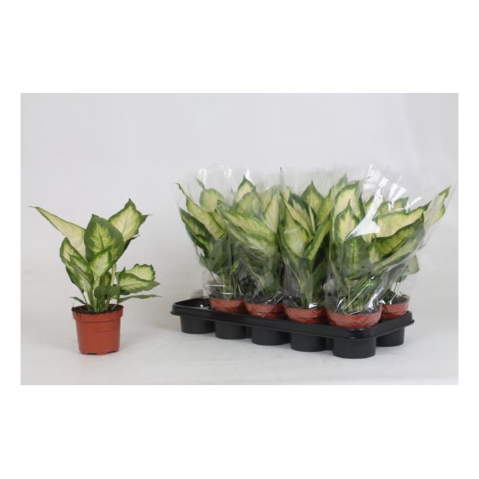 <h4>Dieffenbachia Bertina 12Ø 35cm</h4>