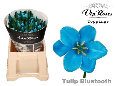 <h4>Tulipa si paint bluetooth</h4>