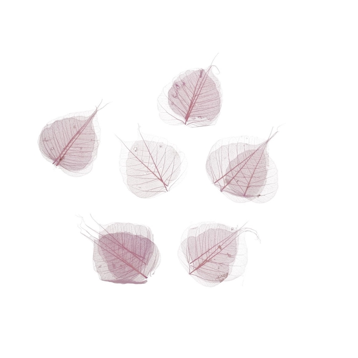 <h4>Droogdeco Skeletonleaf x200</h4>