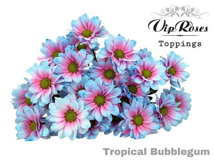 <h4>CHR T TROPICAL BUBBLEGUM</h4>
