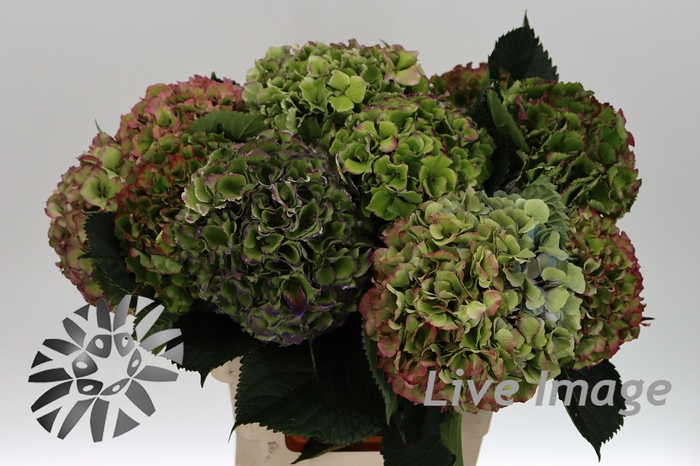 <h4>Hydrangea green red edge</h4>