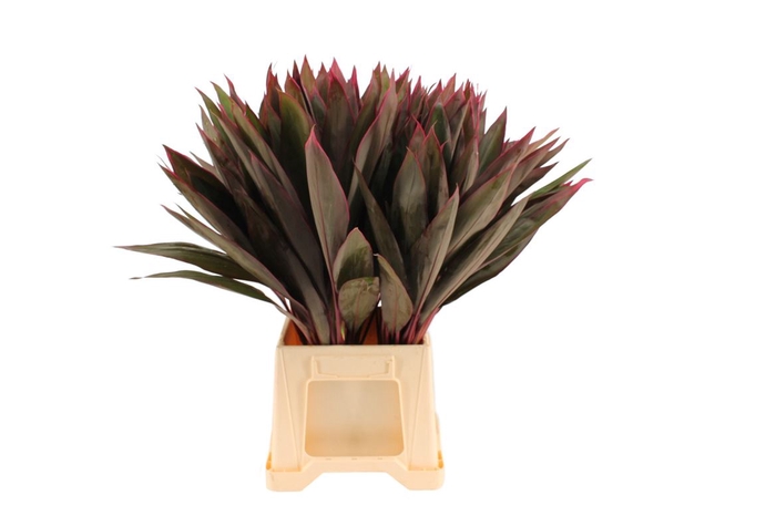 <h4>Cordyline Red Tips</h4>