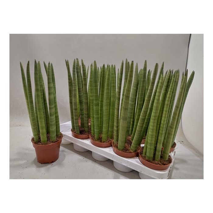<h4>Sansevieria Cylindrica 12Ø 42cm</h4>