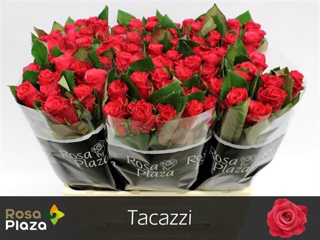 <h4>R GR TACAZZI+</h4>