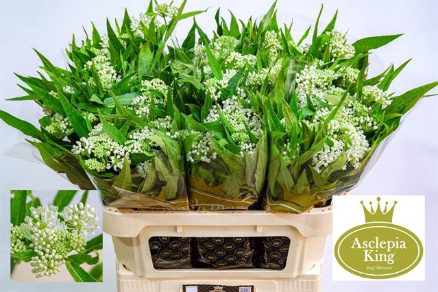 <h4>Asclepias ice ballet</h4>