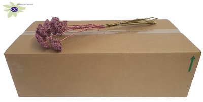 <h4>Achillea per stem metallic antique red</h4>