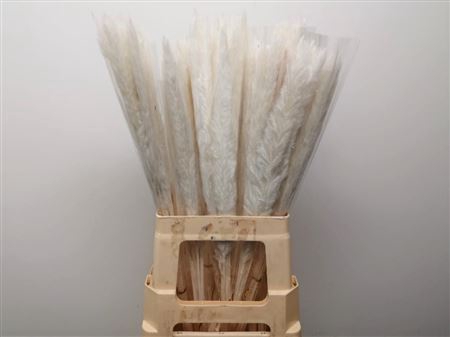 <h4>Dried Pampas Fluffy Bleached White</h4>