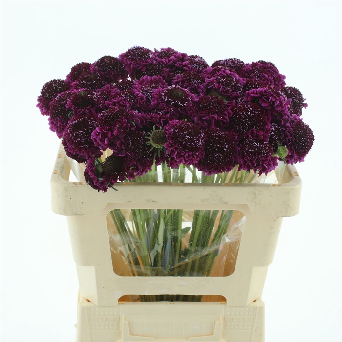 <h4>Scabiosa sweet cherry scoop</h4>