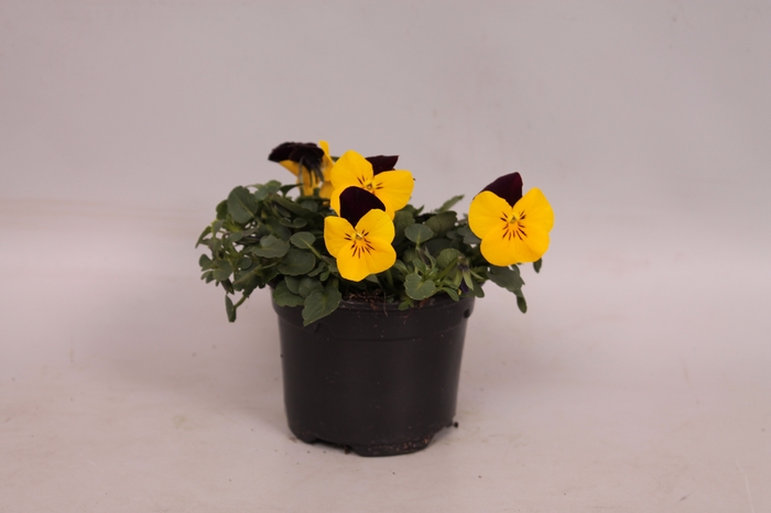 <h4>Viola cornuta F1 Yellow with Red wing</h4>