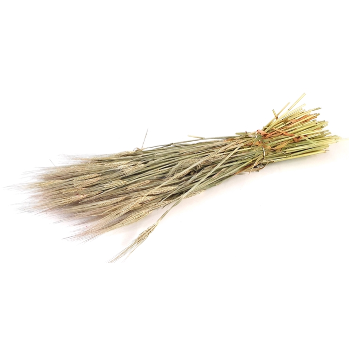 <h4>DRIED FLOWERS - HORDEUM FROSTED WHITE</h4>