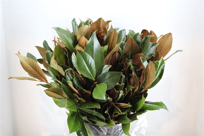 <h4>Magnolia Leaves P Bunch</h4>