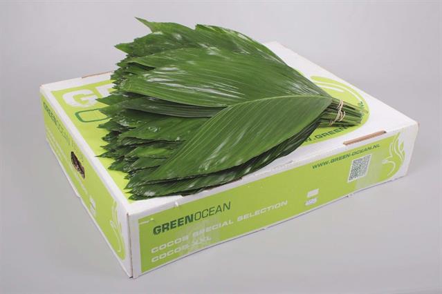 <h4>Leaf cocos box XXL Green Ocean</h4>