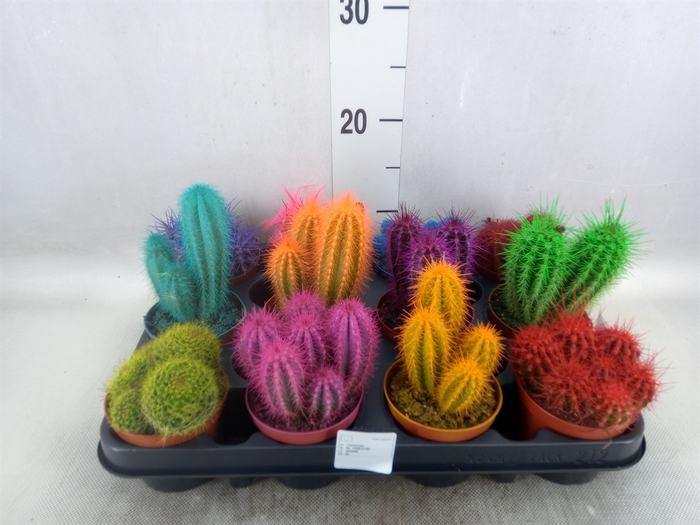 <h4>Cactus   ...</h4>