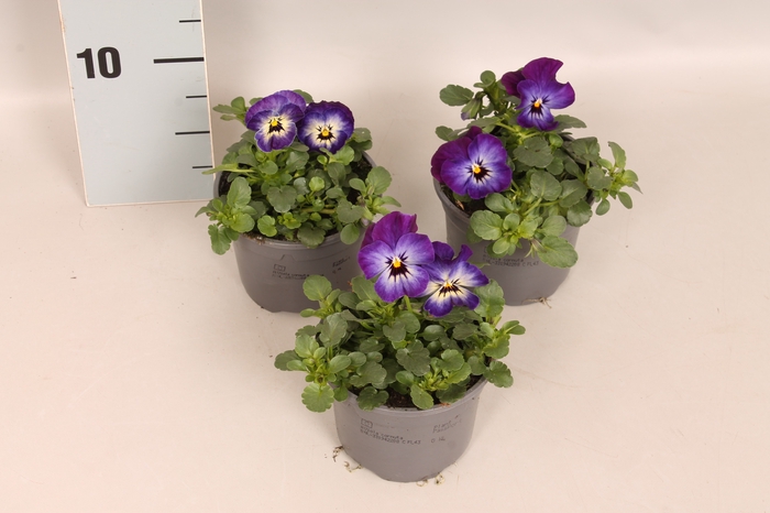 <h4>Viola cornuta F1 Neptune</h4>