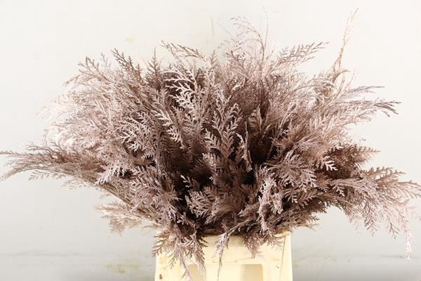 <h4>Conifeer Bs Champagne</h4>
