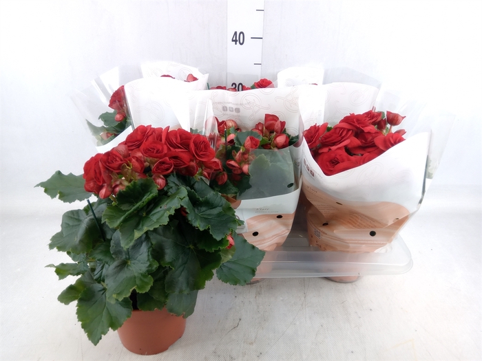 <h4>Begonia elat. DU 'Baladin'</h4>