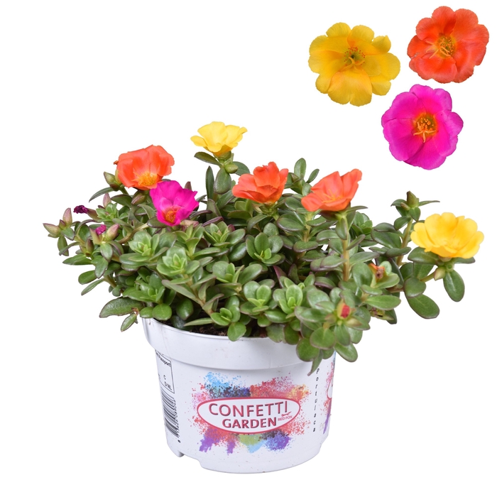 Confetti Garden 13 cm Portulaca mixkar