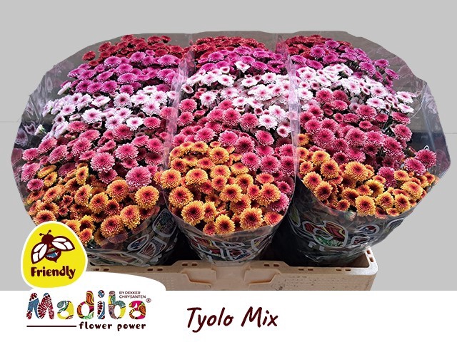 <h4>Chrys sa madiba tyolo mixed in bucket</h4>