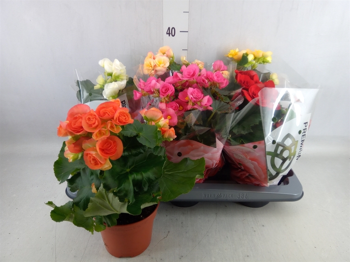 <h4>Begonia elat. DU   ...mix</h4>