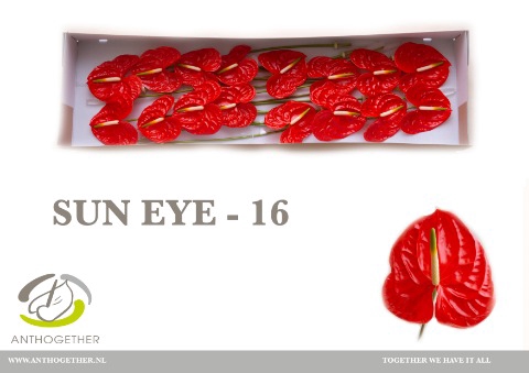 <h4>Anthurium sun eye</h4>