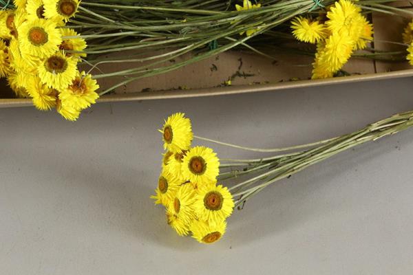 <h4>Df Helichrysum Bs Yellow 20gr</h4>