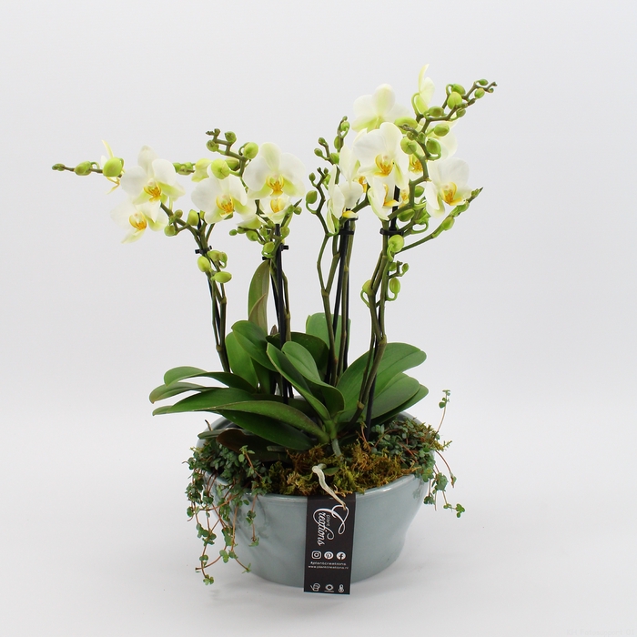 <h4>PHAL-23034 Phalaenopsis creatie</h4>