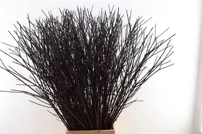 <h4>Cornus Alba Kesselringii 120cm</h4>