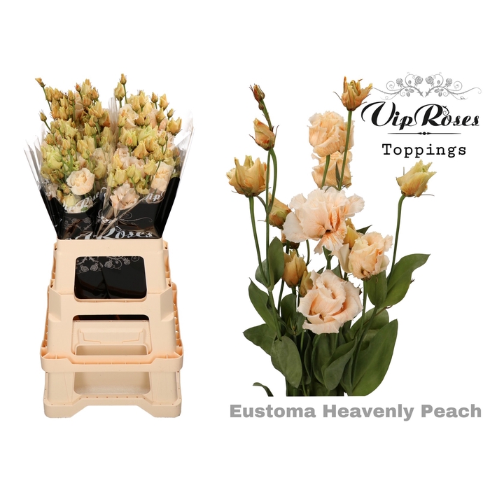 Vip Roses By Sassen Vip Roses Webshop