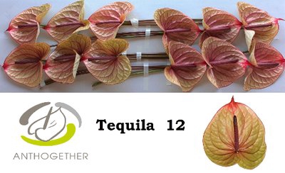 <h4>Anthurium tequila</h4>