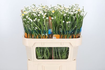 <h4>Ammobium alatum</h4>