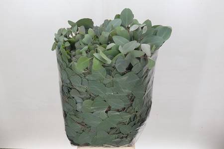 <h4>Leaf eucalyptus populus</h4>
