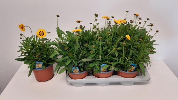 <h4>Coreopsis grandiflora</h4>