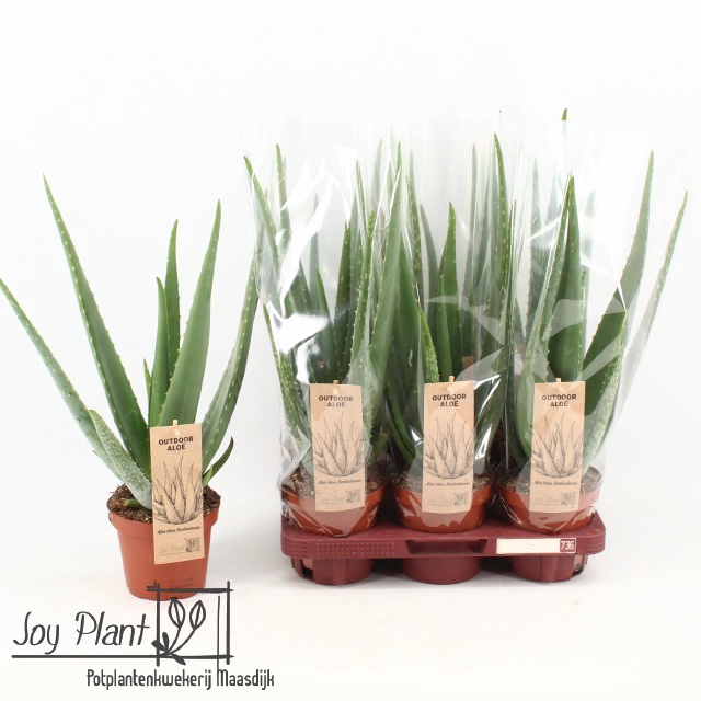 <h4>ALOE VERA</h4>